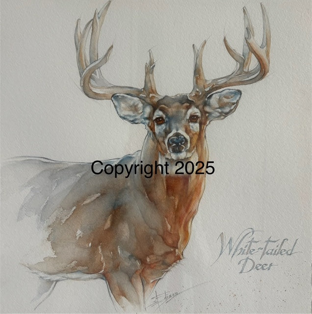 White-Tailed Deer | Lone Star Love Notes | Original Art Notecard
