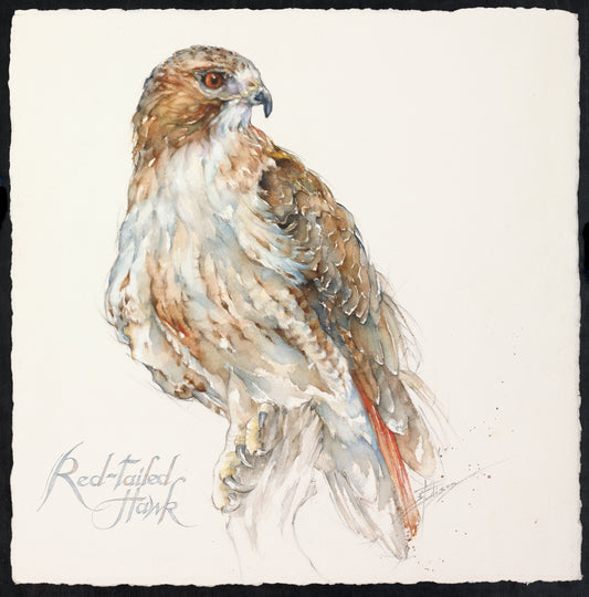Red Tailed Hawk Texas Hill Country Wildlife Notecard or Print