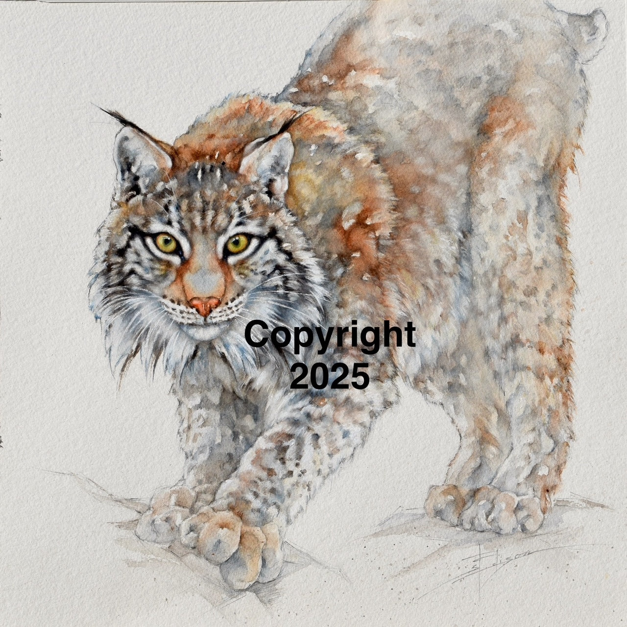 Bobcat | Lone Star Love Notes | Original Art Notecard