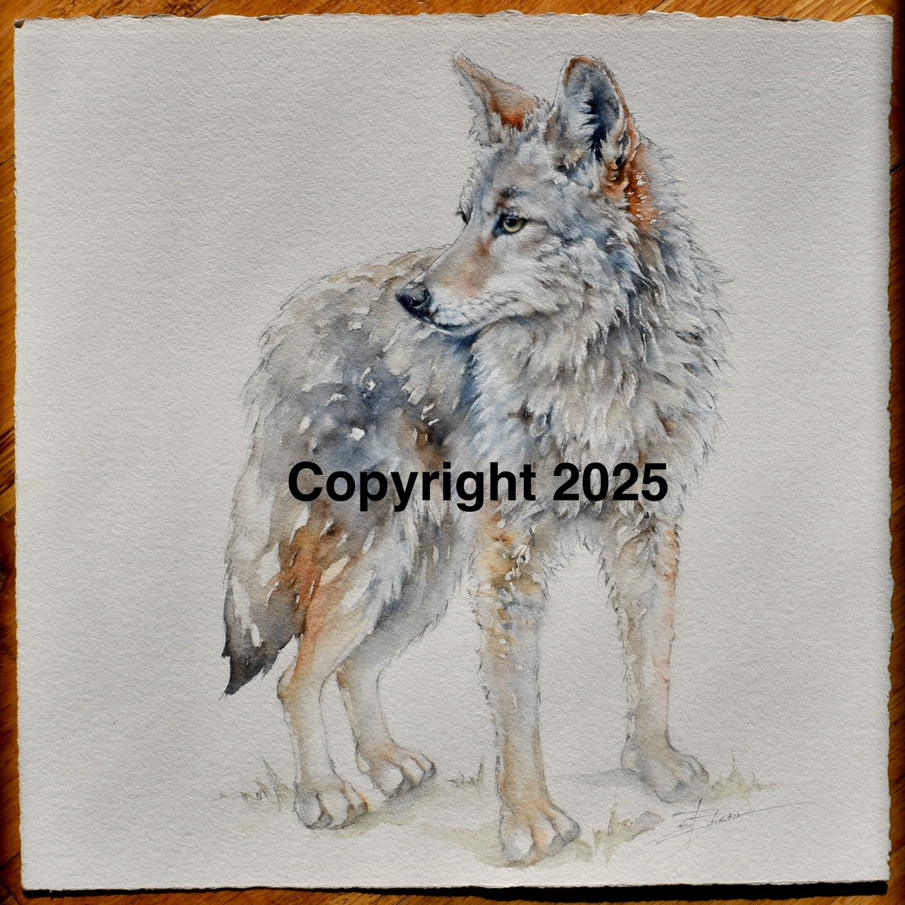 Coyote | Lone Star Love Notes | Original Art Notecard