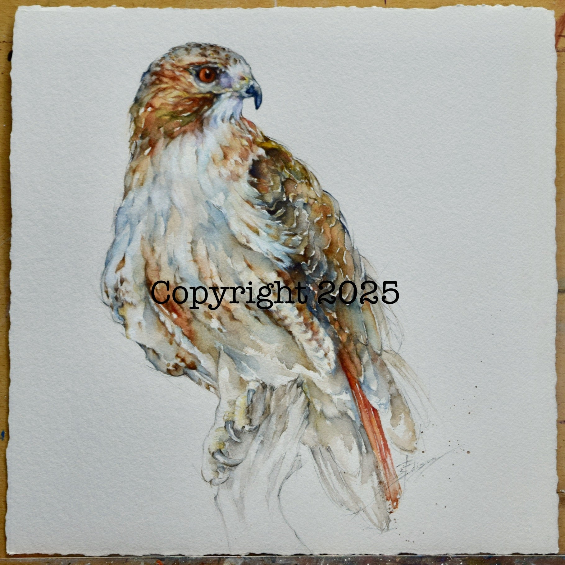 Red-Tailed Hawk | Lone Star Love Notes | Original Art Notecard