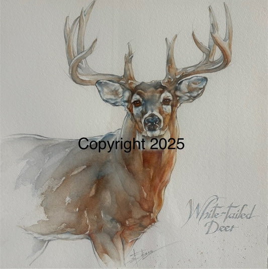 White-Tailed Deer | Lone Star Love Notes | Original Art Notecard